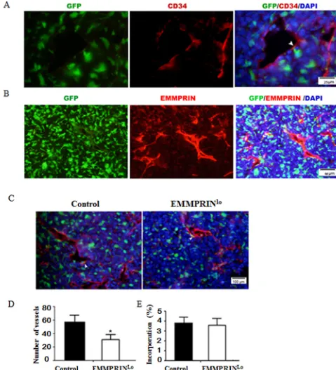 Figure 3: Down-regulation of EMMPRIN decreases tumor vascularization. A. Representative immunofluorescence images of tumor sections stained with CD34 antibody