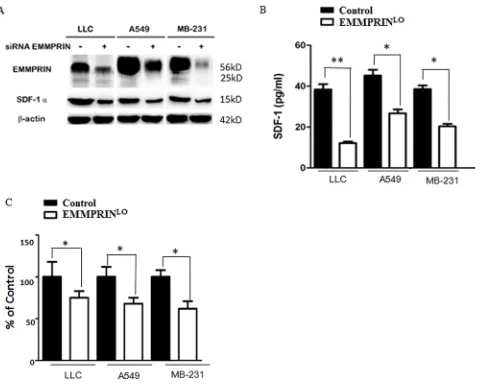 Figure 5: EMMPRIN controls the expression and secretion of SDF-1. A. Down-regulation of EMMPRIN decreases the expression of SDF-1 in LLC, A549 and MDA-MB-231 cells determined by Western Blot analysis