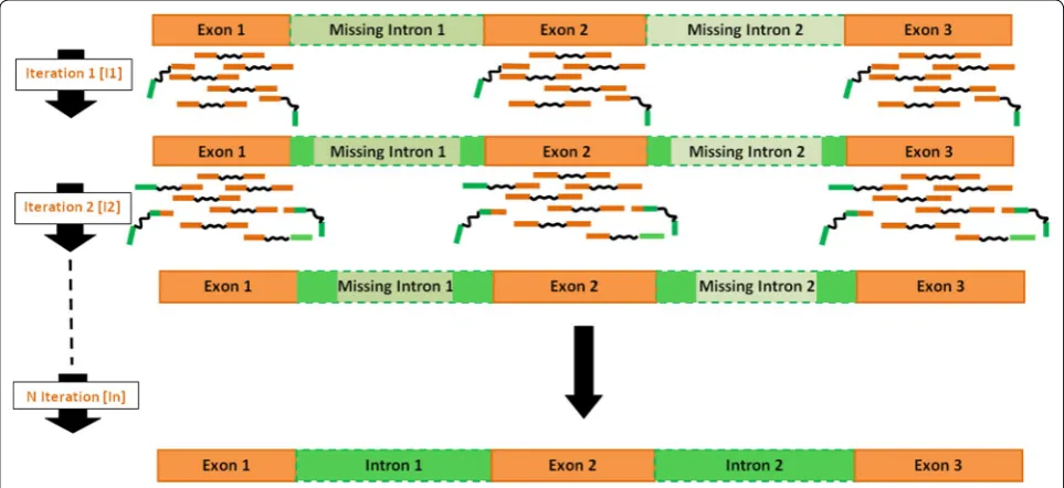 Fig. 1 The evolution of the reconstruction of a genic sequence, represented by a succession of exons (orange) and intron (green)