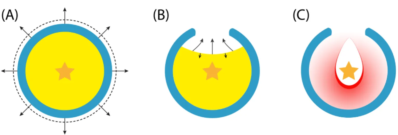 Fig. 2. A) Overpressure of the hot, ionized interior (yellow) will cause the bubble to expand inside the natal cloud, sweeping up neutral gas in a dense shell (blue) (Spitzer 1978)