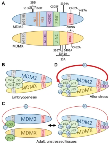 Figure 1 p 53 regulation requirements are context dependent.