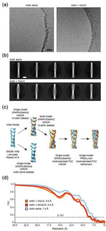 Figure 1. Cryo-EM of the Vt-actin interface