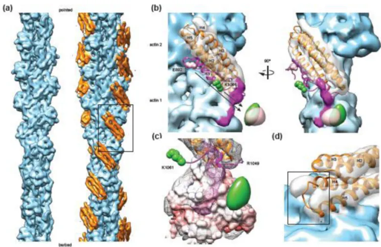 Figure 2. Subnanometer-resolution reconstruction of the Vt-actin interface