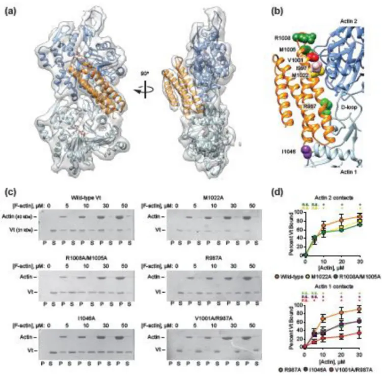 Figure 3. MDFF model of the Vt-actin interface