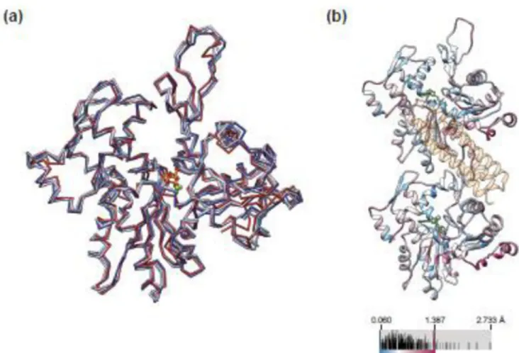 Figure 4. Vt binding does not substantially alter the conformation of actin