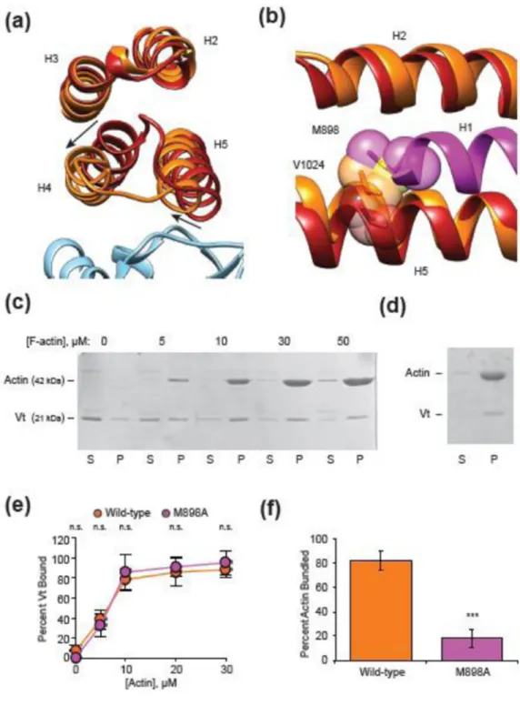 Figure 5. A steric mechanism promotes H1 release to bundle actin