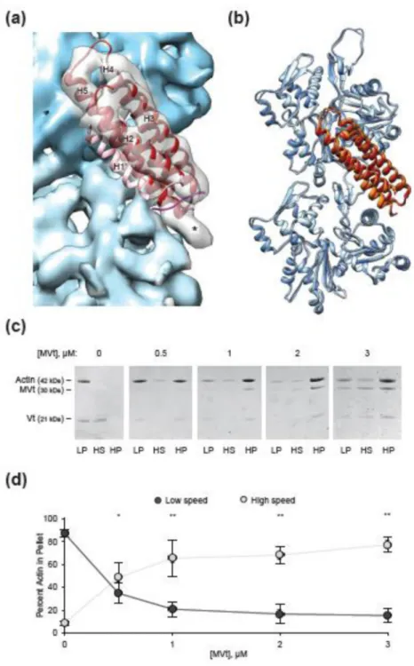 Figure 6. MVt H1’ is also released upon actin engagement to suppress actin bundling by Vt (a) Rigid-body docking of the MVt tail (firebrick) into the MVtΔC5-F-actin reconstruction  (actin, blue, MVt, transparent grey)