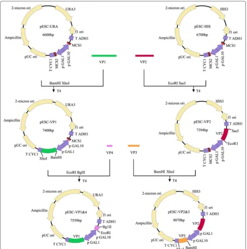 Fig. 1 Schematic illustration of the construction of recombinant plasmids