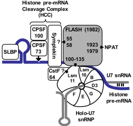 Fig. 1. Key proteins involved in histone gene expression