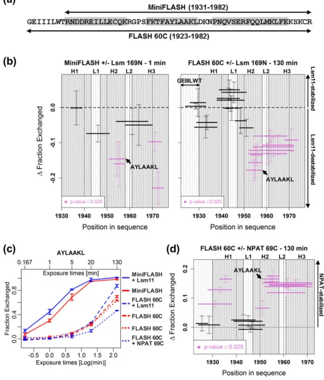 Fig. 4. Different effects of Lsm11 and NPAT binding on the SANT/Myb-like domain A. Amino acid sequence of the C-terminal region of FLASH in MiniFLASH (top) and  FLASH 60C (bottom)