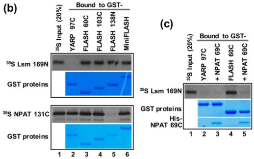 Fig. 5. Binding of Lsm11 and NPAT to the C-terminal region of FLASH is mutually-exclusive A