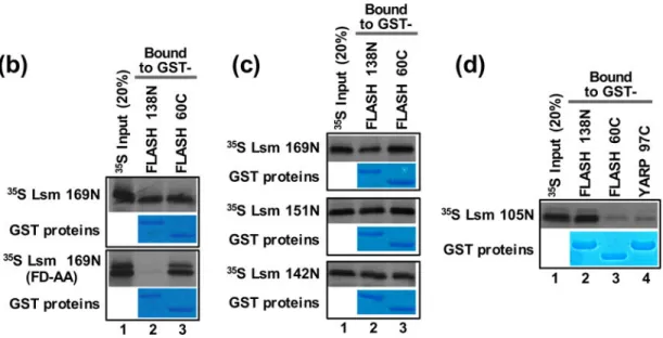 Fig. 6. Mapping the region in Lsm11 that interacts with the C-terminal FLASH domain A