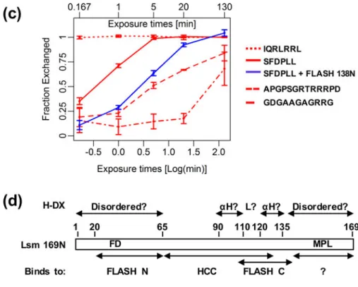 Fig. 7. H/D exchange in Lsm11 bound to FLASH