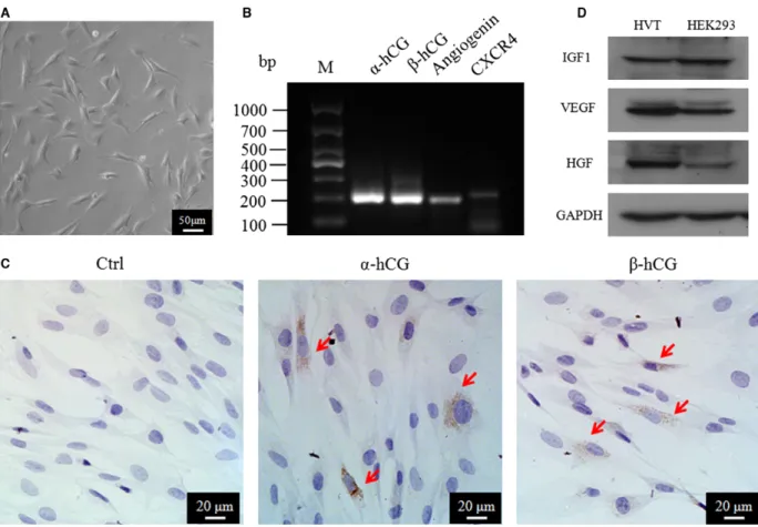 Fig. 1 Characterization of HVTs. (A) Morphology of HVTs in trophoblast medium (TM) after 24 hrs