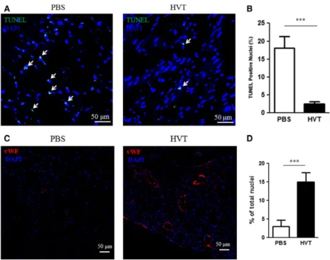 Fig. 5 Cell retention and immune response in heart tissues. (A) Representative confocal images showing the cell retention of HVTs (positive for human nuclei antigen (HNA); green, indicated by white arrows) in the infarct border zone