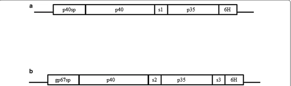 Fig. 1 Schematic diagram of DNA constructs encoding canine IL-12 single-chain protein