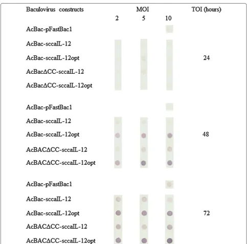 Fig. 2 Optimization of canine IL-12 single-chain protein expression in the baculovírus-insect cell system