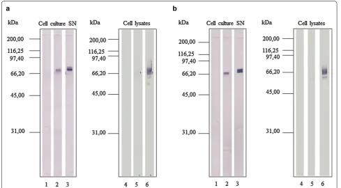 Fig. 3 Detection of canine IL-12 single-chain protein produced by infected High-five cells by Western blot