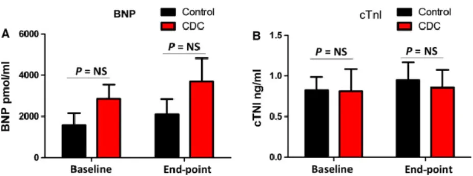 Fig. 7 Heart histology. (A) Transversal section of CDC-treated canine heart (B) Survival data comparing control (n = 3) and CDC-treated (n = 5) groups