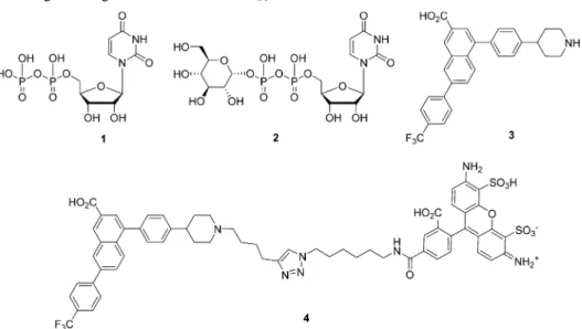 Figure 1. Work ﬂow of the computational pipeline. Selection of naphthalene bioisosteres was guided by a previous study focused on A 3 AR agonists.