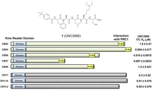 Figure 1. Compound 1 and its chromodomain targets