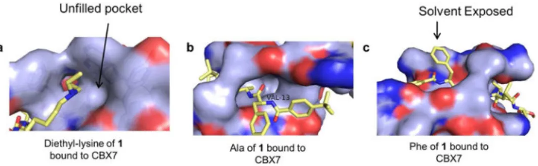 Figure 3. Compound 1 bound to CBX7 (PDB 5EPJ)