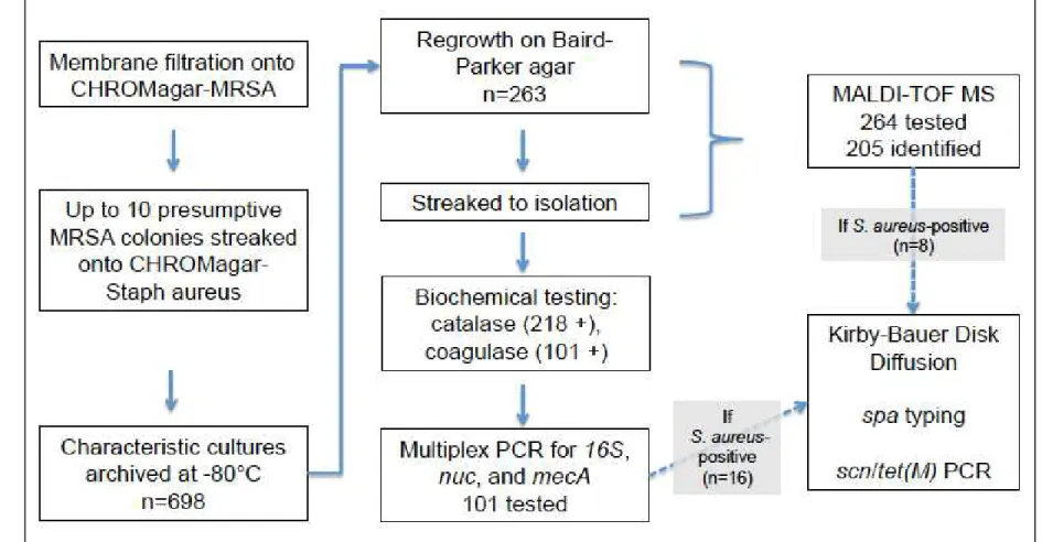 Figure 1.1 Laboratory methods used to identify S. aureus from presumptive MRSA cultures