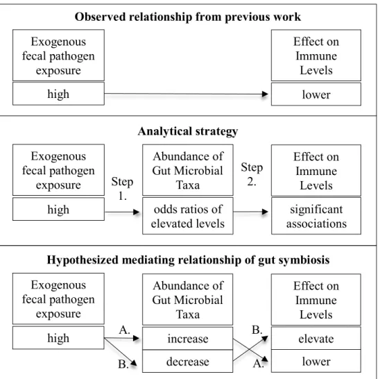 Figure 8.1 Observed and hypothesized relationships of fecal pathogen exposure on  immunostimulation