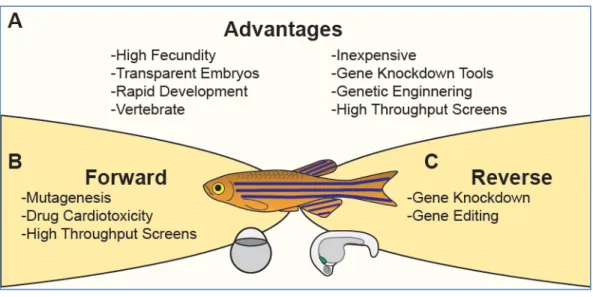 Figure 4 Zebrafish model system 