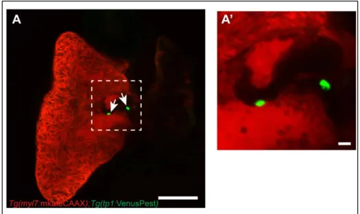 Figure 11 Notch activation at 4 weeks post-fertilization  