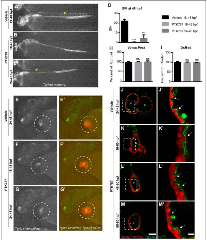 Figure 12 Notch activation in the developing endocardium is not inhibited by PTK787  