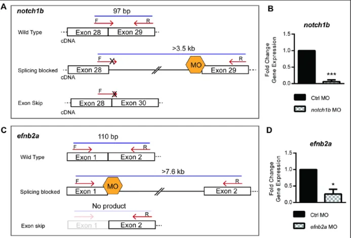 Figure 13 Notch1b and efnb2a splice blocking MO gene expression quantification  