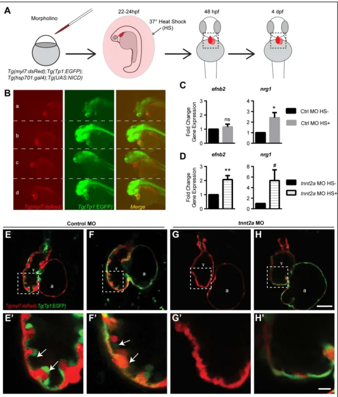 Figure 18 Notch1 activation rescues efnb2a and nrg1 expression in non-contractile hearts   (A) Experimental schematic of morpholino injection and heat-shock overexpression of NICD