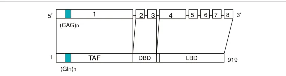 Figure 1Schematic design of the androgen receptor gene (top) and protein (below). The polymorphic trinucleotide repeat site (CAG) is indicated in greenat the left