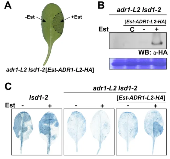 Figure 3.2. ADR1-L2 is required at the site undergoing cell death. (A) Schematic of  the  chimera