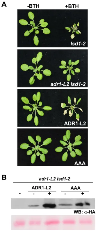 Figure  3.3.  ADR1-L2AAA  is  not  sufficient  to  trigger  lsd1  rcd  following  BTH  treatment