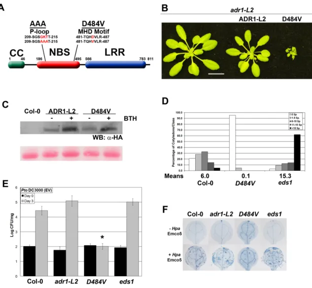 Figure  3.4.  ADR1-L2D484V  ectopically  activates  basal  defense.  (A)  Schematic  representation of ADR1-L2 showing the P-loop and MHD mutations used in this study