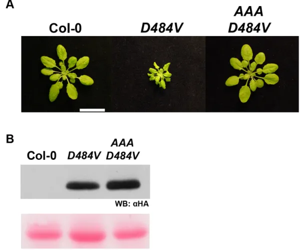 Figure 3.5. An intact P-loop catalytic domain is required for the ADR1-L2D484V  morphological phenotype