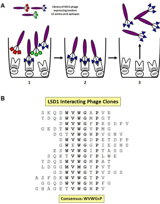 Figure 2.1: LSD1, a negative regulator of cell death, interacts with members of the  NF-Y transcription factor family 