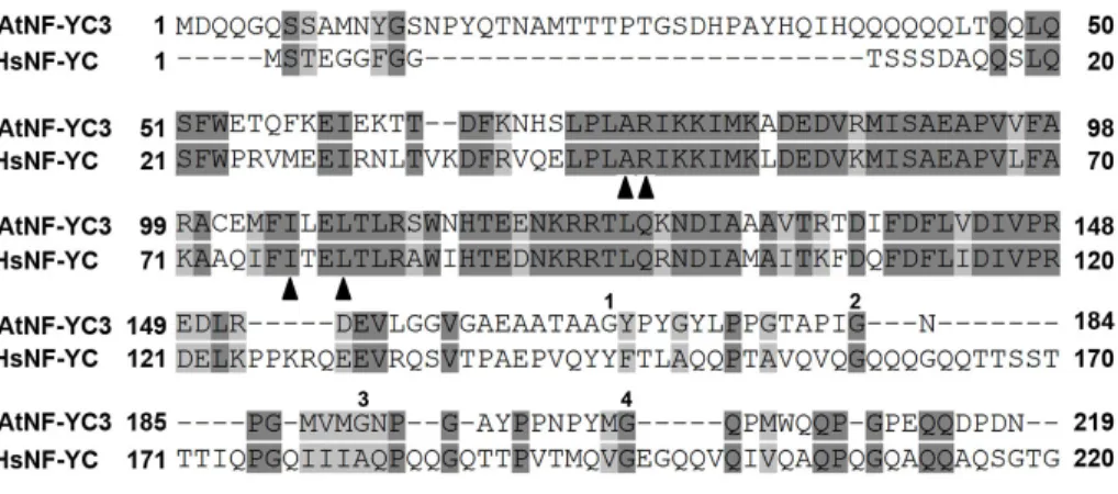 Figure  2.2:  NF-YC  Transcription  factor  subunits  are  conserved  across  eukaryotes 