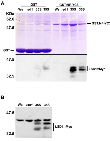 Figure  2.4:  Semi-in  vivo  pulldown .  A)  Semi-in  vivo  pulldown  using  GST-bound  NF- NF-YC3,  and  adding  plant  extract  containing  35S-overexpressed  LSD1-myc
