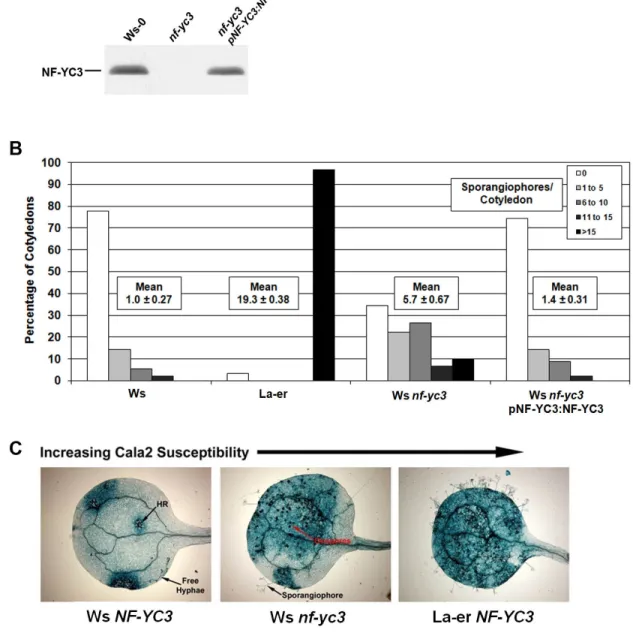 Figure  2.5:  NF-YC3  is  required  for  full  pathogen  resistance .  A)  Protein  extracted  from plants in (B) was run on an SDS-PAGE gel and immunoblotted with anti-NF-YC3