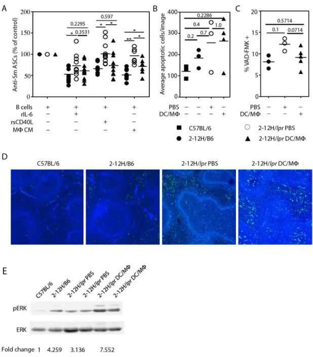 Figure  2.4.  Injecting  DC/M  into  2-12H/lpr  mice  restores  susceptibility  to  CD40L
