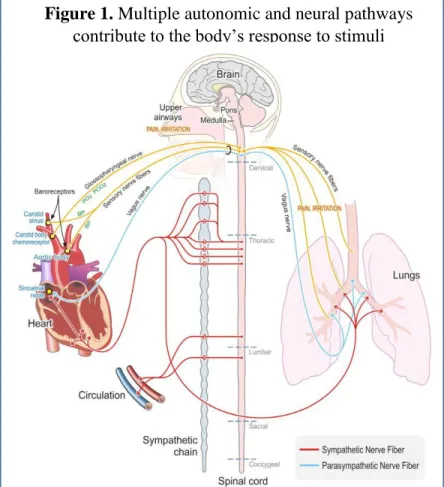 Figure 1. Multiple autonomic and neural pathways  contribute to the body’s response to stimuli 