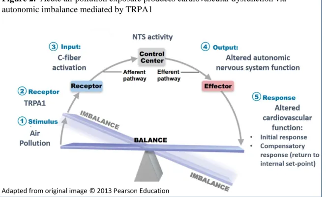 Figure 2.  Acute air pollution exposure produces cardiovascular dysfunction via  autonomic imbalance mediated by TRPA1 