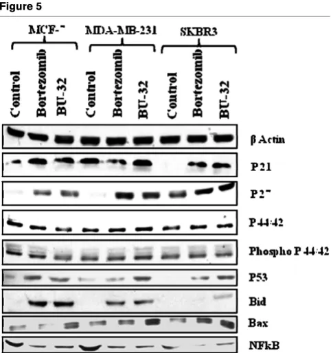 Figure 5and the percentage of apoptotic cells increases in a dose-dependent manner (Figure 7).