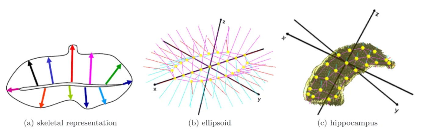 Fig. 1: Continuous skeletal representation and fitted s-reps. (a) Sectional view of a two-sided skeletal 3D object representation