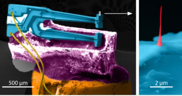 FIG. 2. Scanning Electron Microscopy images with false colours for en- en-hanced contrast of the QTF glued on a ceramic spacer which is glued to the slider, with a close-up of the apex of the upper prong