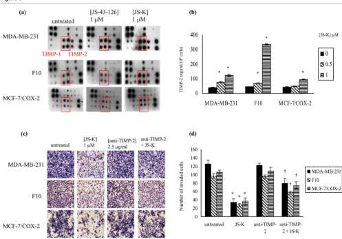 Figure 5JS-K increases TIMP-2 production to suppress breast cancer invasion through Matrigel