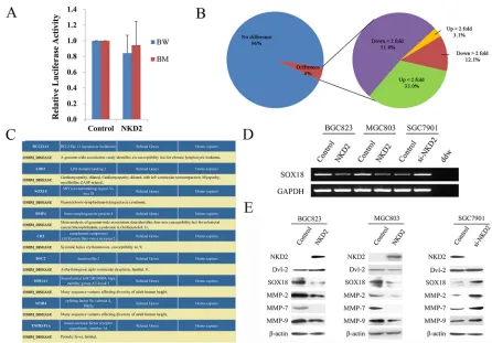 Figure 6: NKD2 suppresses SOX18 and MMP-2,7,9 expression in gastric cancer. A. Results of TCF/LEF luciferase reporter assay